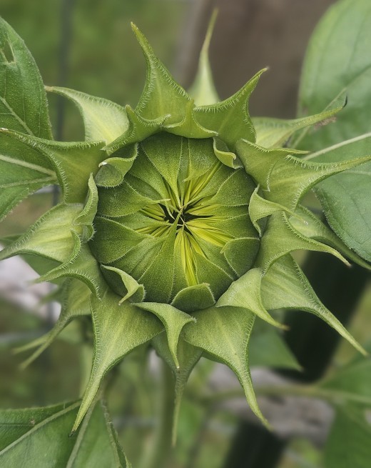 Watching the growth process of a sunflower is so exciting! 