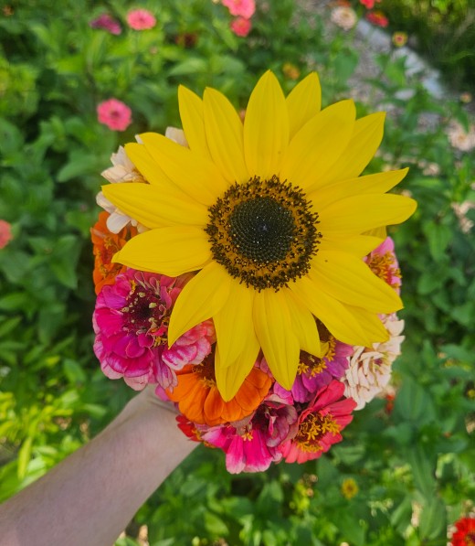 A bouquet I made with Zinnias and a Sunflower that I grew.
