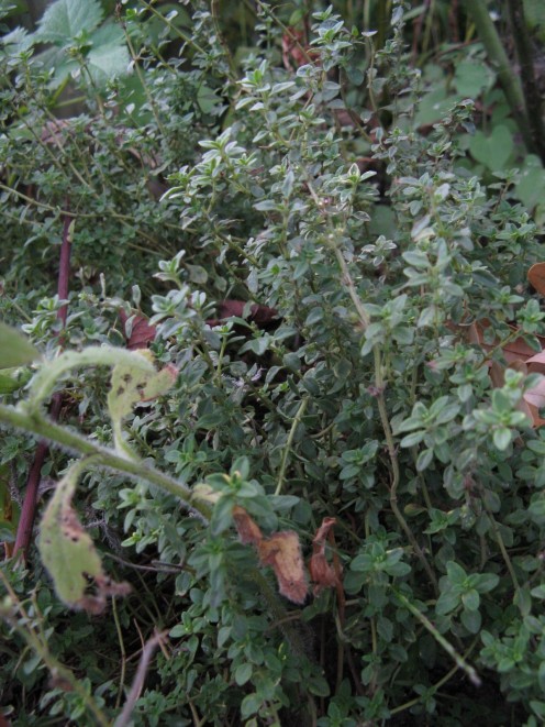 Variegated Thyme 