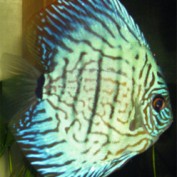 Aquarium-Fish-Guy profile image