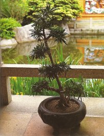 A penjing, which is a Chinese bonsai, is displayed in front of a granite railing.