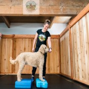 therapyfordogswithhipdysp profile image