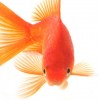 DudeWithAGoldfish profile image