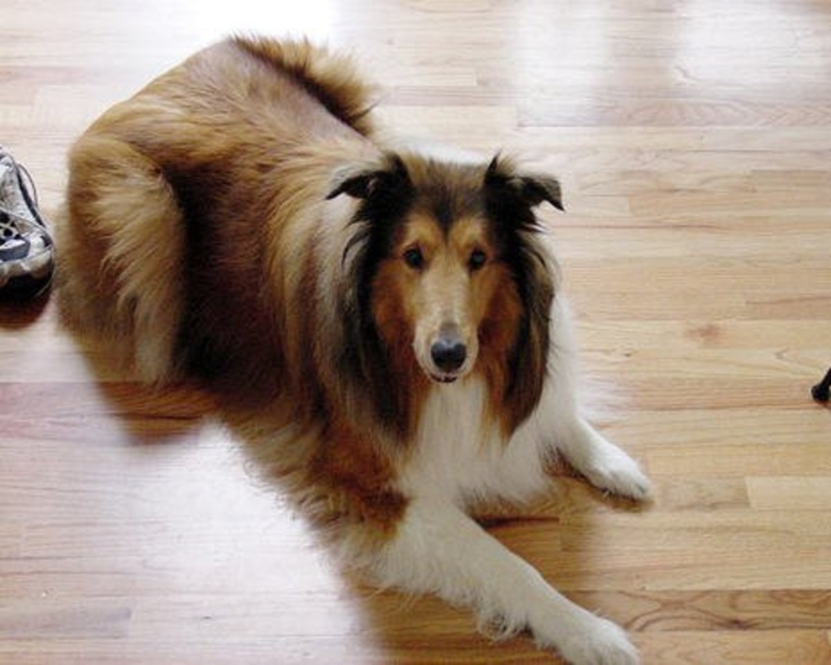 Best Pet-Friendly Flooring Options for Dogs | Dengarden