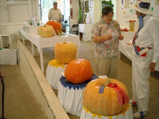 The pumpkin contest.
