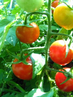 Quick and Easy Cherry Tomatoes Lower Risk For Cancer and Heart Disease