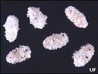 Because of their tough cocoons, flea pupae are nearly indestructible. They will only emerge if a host is detected via vibrations or CO2 emissions.