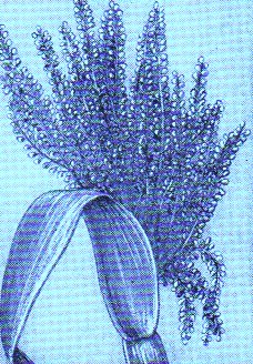 Sorghum