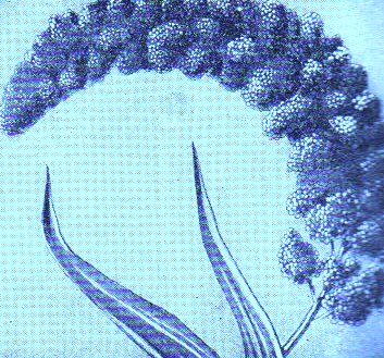 Millet