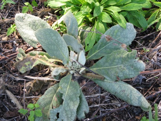 Mullein the first year