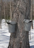 Old Fashioned Maple Sap Collection