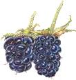 Blackberries:  They were huge!  