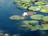 Our waterlily lake was not very deep, full of water plants, old logs and occasionly a snake or two. The beautifully fragile waterlilies were a delicate treasure to examine and enjoy.