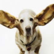 stopdogsbarking profile image