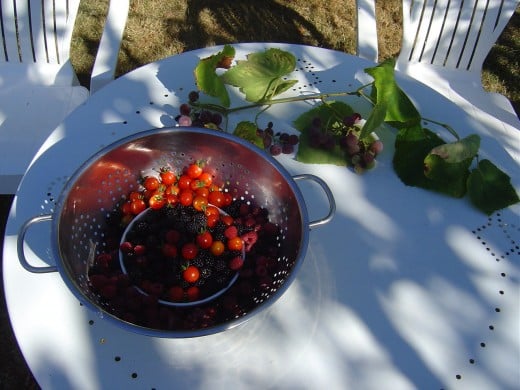 Autumn fruits gathered from the hedgerows and garden