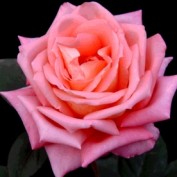 Riche001 profile image