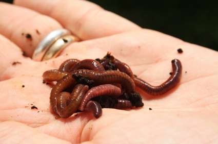 Red Wiggler Worms