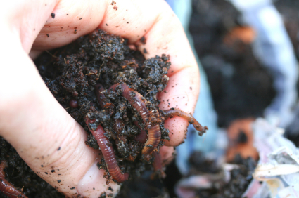 Worm Compost Materials