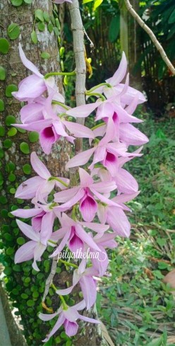 How to Care for Orchids So They Thrive