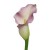 Mini Calla Lily