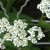 White Yarrow