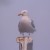 Glacous-winged seagull, Holyhead, Wales, U.K.