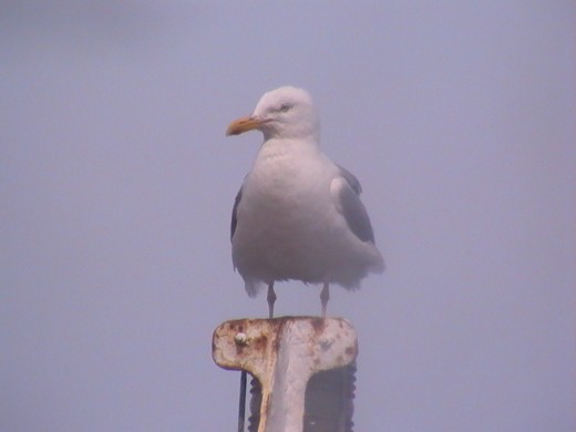 Glacous-winged seagull, Holyhead, Wales, U.K.
