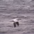 Short-tailed albatross, Arctic Circle going to Russia