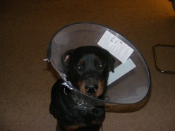 Acceptable Behavior at the Vet's Office for Dogs and Dog Owners