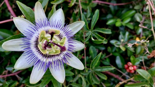 Passionflower vine.