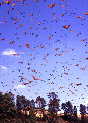 The skies fill with Monarchs as they gambol in the sun.