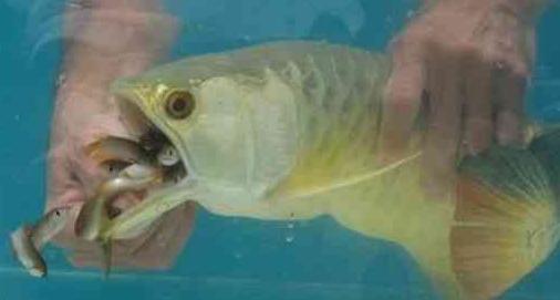 The fascinating mouthbrooder!
