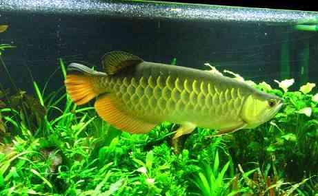 Green arowana