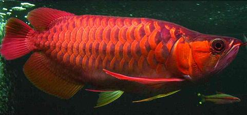 The red or chilli arowana