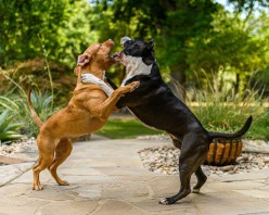 What Triggers  A Dog's Aggressive Behaviour?