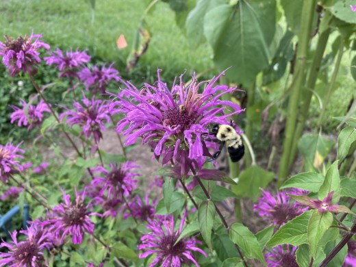 Native wild bergamot (Monarda fistulosa) is a beautiful and beneficial addition to the any garden. This native plant is foraged by butterflies and native bees.