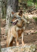 Endangered Species in North America: A Call for Conservation
