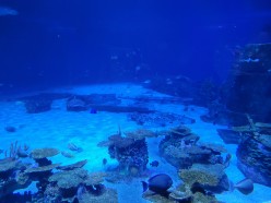 Adventure Aquarium, Camden, New Jersey