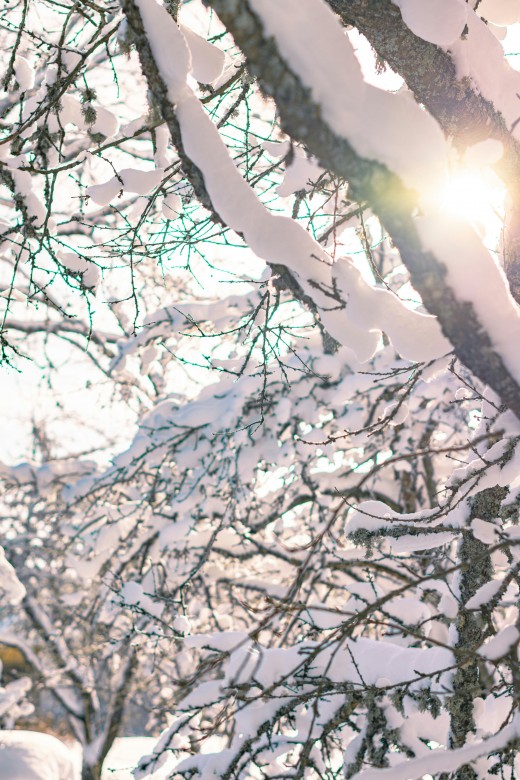 Snow on winter trees, photo by Ainārs Cekuls on Unsplash