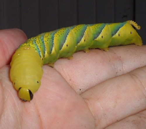 Death Head's Hawk Moth fully grown caterpillar