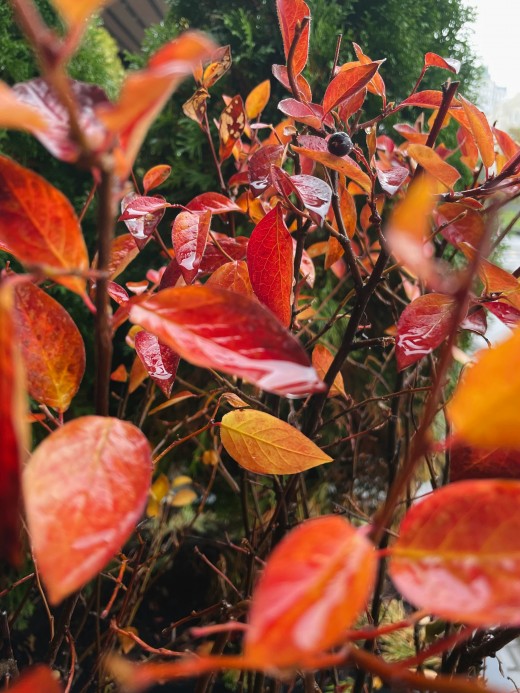 Autumn, rainy day, photo by Natalia Arliapova on Unsplash 