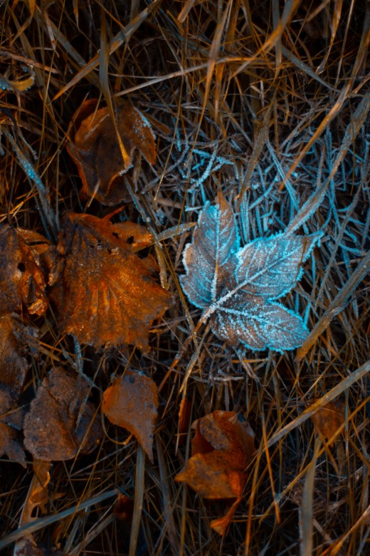 Frozen leaves on a crisp autumn day on the Schwäbische Alb, Germany, photo by Jasmin Junger on Unsplash