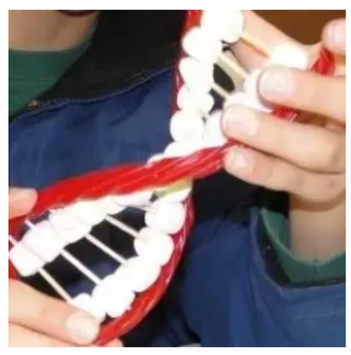Edible DNA model from Lesson 1: Cells and DNA