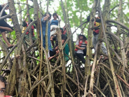 Comfortable at the top of Mangrove tree