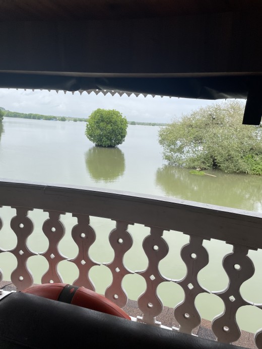 mangrove trees
