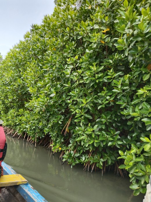 Mangrove