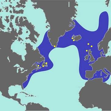 Map showing the historical breeding range of the Great Auk across the North Atlantic.