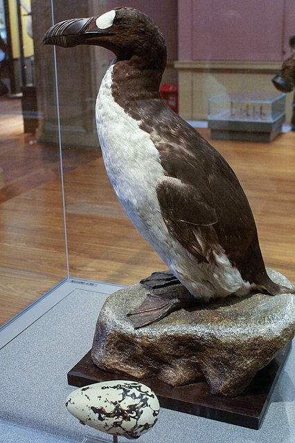 Specimen No. 8 and replica egg in the Kelvingrove Art Gallery and Museum, Glasgow