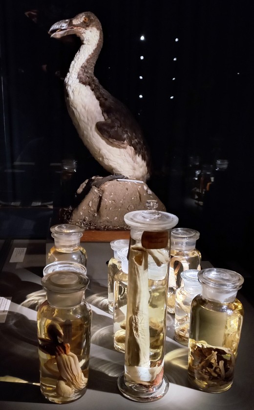 Great auk in winter plumage (one of four in existence, Copenhagen's winter auk, bird no. 24 per Fuller 1999) and organs of the last two surviving birds.