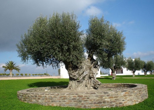 Olive Tree.